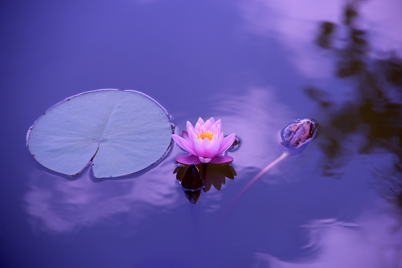 Violetti lotus kukka.
